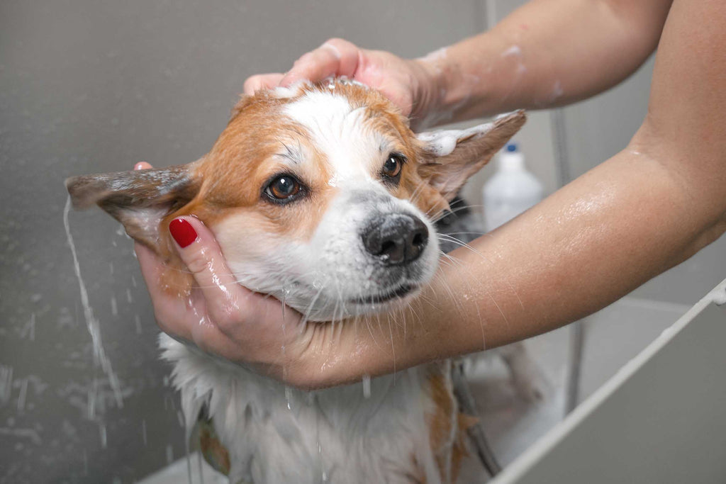 Pet Care